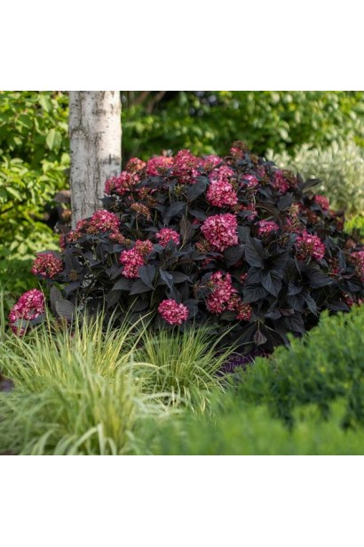 Гортензия Eclipse в ландшафте